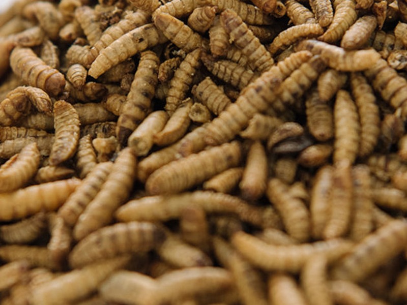 BSFL Insect Meal & Oil Turnkey Line