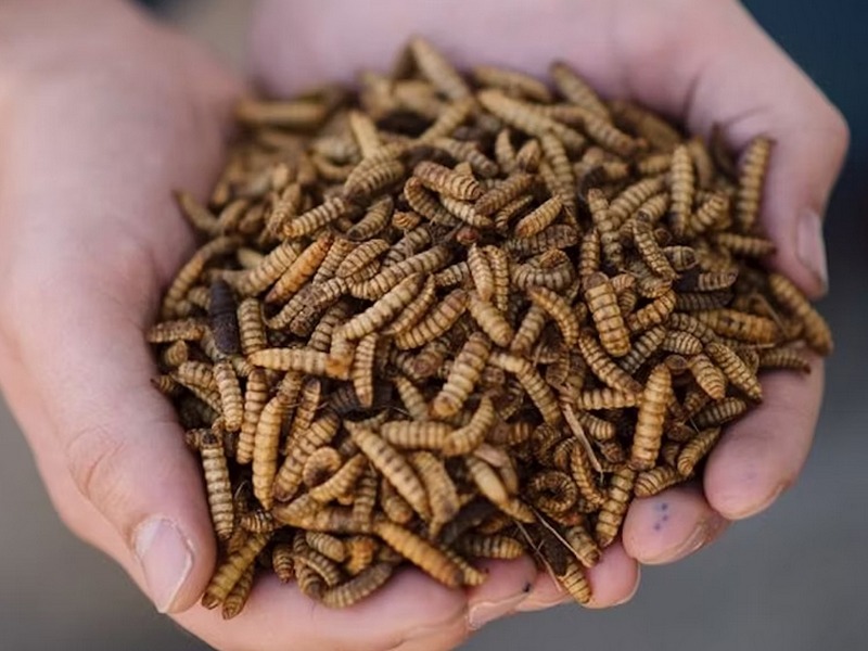 Harvest-Ready BSFL Larvae