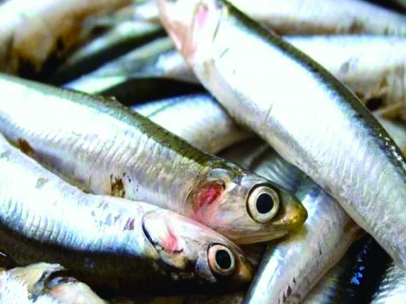 Thermal Feather Hydrolysis Meal: Maximizing Pepsin Digestibility